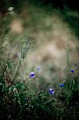 Flowers in Forest with Swirling Bokeh
