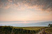 Vineyard at Sunrise, Italy