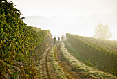 Three Workers Walking Along Dirt Road Through Vineyard on Autumn Morning, Italy