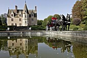 Harnessed Percheron Horses In Front Of The Pond At The Manor Of The Grand Prainville, Saint-Jean-Pierre-Fixte, Eure-Et-Loir (28), France