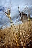 The Stone Windmill In Frouville-Pensier (1826) Amongst The Wheat, Beauce, Ozoir-Le-Breuil, Eure-Et-Loir (28), France