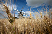 The Stone Windmill In Frouville-Pensier (1826) Amongst The Wheat, Beauce, Ozoir-Le-Breuil, Eure-Et-Loir (28), France