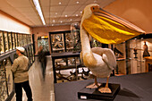 Pelican Donated By The Marquis De Tarragon In 1897, Hall Of Birds, Fine Arts And Natural History Museum Of Chateaudun, Eure-Et-Loir (28), France