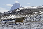 Sheep In The Snow, Kerlingarfjoll Mountains Seen From The Kjolur Route, Route F35, Iceland, Europe