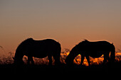 Icelandic Horses In A Meadow At Sunset, Northern Iceland, Europe