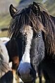 Portrait Of An Icelandic Horse, Skrapatungurett, Northern Iceland, Europe