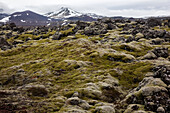 Moss And Lichen Covering A Field Of Lava, Snaefellsnes Peninsula, Western Iceland, Europe