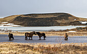 Icelandic Horses In Front Of The Pseudo-Craters Of Skutustadir, Region Of Lake Myvatn, Northern Iceland, Europe