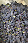 Red Grape, Grape Harvest In Champagne, Essomes-Sur-Marne, Aisne (02), France