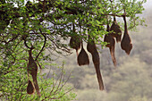 Bird Nests, Sariska National Park, Rajasthan, India