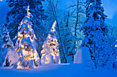 Two Christmas Trees In Snow Covered Spruce Forest At Twilight Winter Southcentral Alaska
