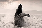 Humpback Whale Breaching W/Coast Mountains Background Inside Passage Se Alaska Summmer