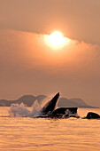Pod Of Humpback Whales Bubble-Net, Lunge-Feeding For Herring, Inside Passage, Shelter Island, Near Juneau, Alaska