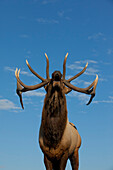 Close Up View Of A Rocky Mountain Bull Elk Bugling During The Autumn Rut At The Alaska Wildlife Conservation Center Near Portage, Southcentral Alaska. Captive