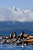 Steller Sea Lions Haul Out On A Small Island In Lynn Canal. Fall In Southeast Alaska.