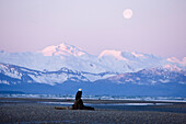 A Bald Eagle Perches On A Driftwood Stump As The Full Moon Sets Over The Chilkat Mountains, Eagle Beach, Alaska