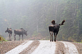 'Bull Moose Walking Toward Female During Rut Season In Gaspesie National Park;Quebec Canada'