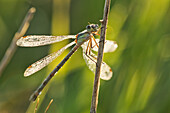 'Damselfly Covered In Dew At Sunrise In Grasslands National Park;Saskatchewan Canada'