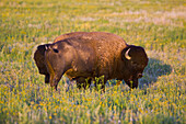 'Bison In Grasslands National Park;Saskatchewan Canada'