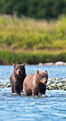 Brown Bear cubs fishing for salmon in Mikfik Creek, McNeil River State Game Sanctuary, Southwest Alaska, Summer