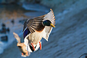 A drake Mallard duck lands in a pond in Anchorage during Autumn, Southcentral Alaska.