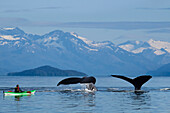 A sea kayaker watches as a group of Humpback whales lift their flukes, returning to the bountiful waters of SE Alaska's Stephens Passage, Tracy Arm and Coast Range mountains rise beyond.Composite. MR: Ed Emswiler, ID#12172012A