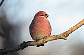 Adult male Pine Grosbeak (Pinicola enucleator) sits on branch in Anchorage, Alaska, Fall