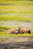 A coastal brown bear sow and two cubs rest in a grassy meadow near a river waiting for salmon, Chinitna Bay, Lake Clark National Park and Preserve, Alaska, Summer.
