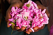 Man holding handful of rose buds in Kasbah Des Roses, Valley of Roses, Morocco