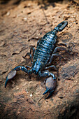 Close-up of scorpion, Kenya