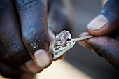 Close-up of human hand and Kenyan Carpet Viper ( Echis pyramidum), Lake Baringo, Kenya