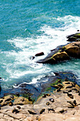 Views Of Sea Lions On The Rocks From The Top Of The Lighthouse, Cabo Polonio, Uruguay, South America