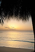 Palm tree silhouette at dusk on West coast, Barbados