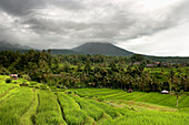 Indonesia, Landscape with rice terrace and forest, Bali