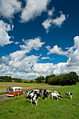 Camper van parked beside field of cows, near Le Havre, Normandy, France