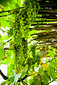 Bunches of green grapes on vines, Sithonia, Halkidiki, Greece