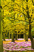 Ian, Cumming, nobody, Outdoors, Day, Focus On Foreground, Nature, Spring, Non Urban Scene, Forest, Scenics, Beauty In Nature, Absence, Freshness, Growth, Idyllic, Inspiration, Vitality, UK, Cambridgeshire, Anglesey Abbey, Cyclamen, Crocus, Wild Flower, Bl