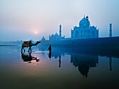 Person And Camel In Front Of Taj Mahal, Agra, India