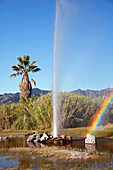 California, Calistoga, A view of Old Faithful Geyser with rainbow
