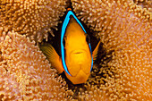 Fiji, Orange fin anemonefish (Amphiprion chrysopterus) hiding in its host anemone.