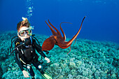 Hawaii, Maui, 1one year old PADI certified Junior Open Water Diver gets his first look at a day octopus (Octopus cyanea)