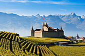 Vineyards and castle, Aigle, Switzerland