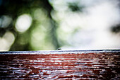 Small Ant Walking Across Wooden Fence