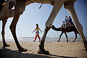 Dromedary riding at beach of Essaouira, Morocco
