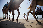 Dromedary riding at beach of Essaouira, Morocco