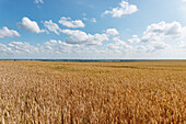 Corn field, Magdeburger Boerde, Magdeburg, Saxony-Anhalt, Germany