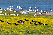 Austernfischer, Haematopus ostralegus, und Silbermöwen, Larus argentatus, am Schloppsee, Langeoog, Nationalpark Niedersächsiches Wattenmeer, Unesco Weltnaturerbe, Ostfriesische Inseln, Nordsee, Ostfriesland, Niedersachsen, Deutschland, Europa