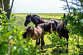 Horses on a paddock, Langeoog Island, North Sea, East Frisian Islands, East Frisia, Lower Saxony, Germany, Europe