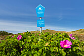 Dünen mit Kartoffelrosen, Rosa rugosa, Langeoog, Ostfriesische Inseln, Nationalpark Niedersächsisches Wattenmeer, Unesco Weltnaturerbe, Nordsee, Ostfriesland, Niedersachsen, Deutschland, Europa