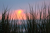 Strandhafer in Dünen am Strand bei Sonnenuntergang, Wolkenstimmung, Langeoog, Ostfriesische Inseln, Nordsee, Ostfriesland, Niedersachsen, Deutschland, Europa